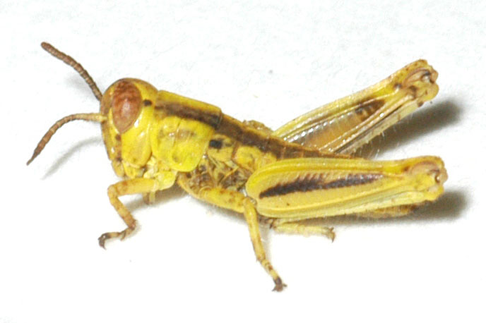  Fig. 2, second instar: BL 9-13 mm, FL 5.5-7.5 mm, AS 16-20 