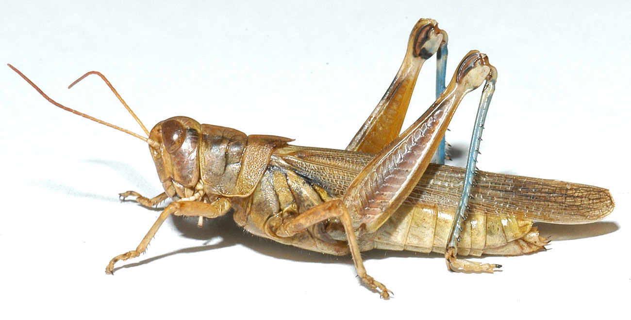  Fig. 7, adult female: BL 24-31 mm, FL 13-18 mm, AS 25-28 