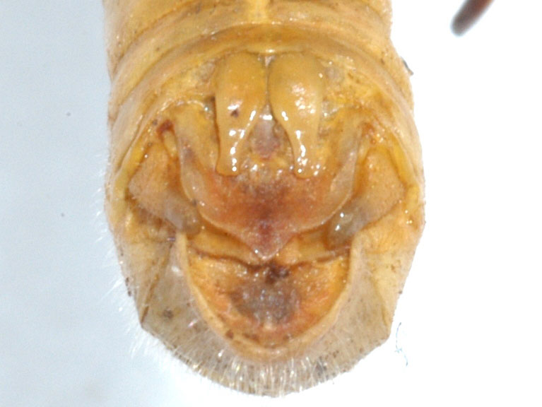  Fig. 9, dorsal view of male cerci and furcula 