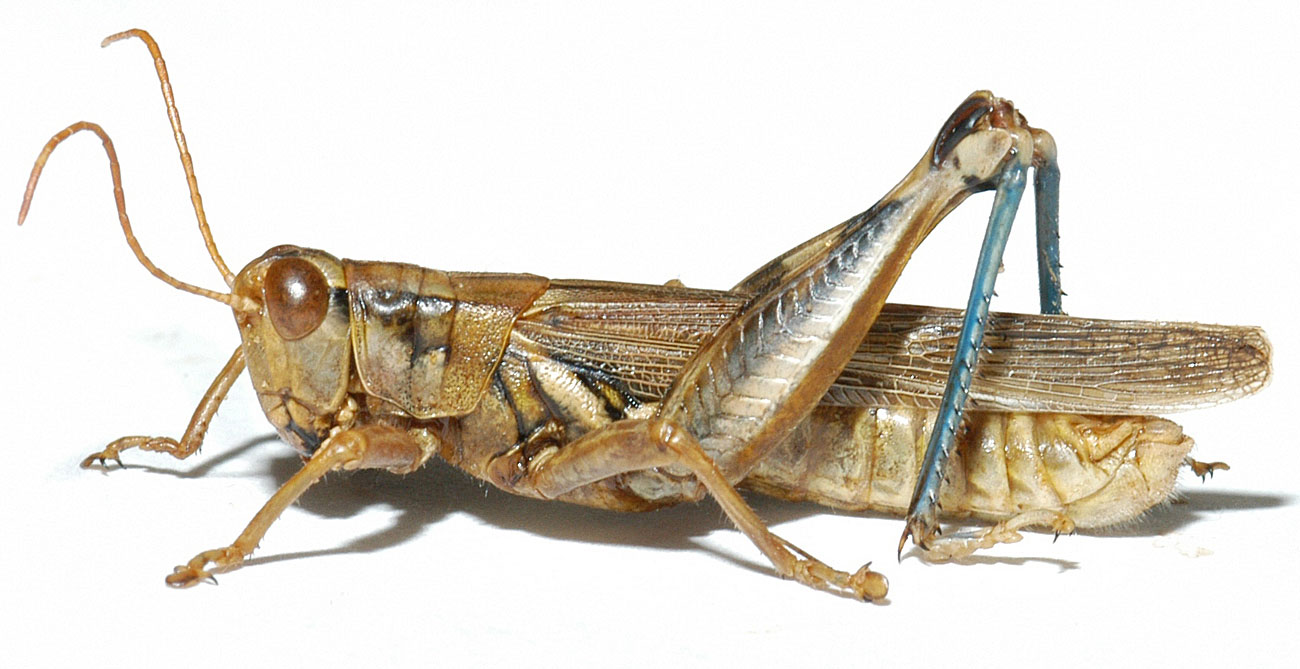  Fig. 6, adult male: BL 22-28 mm, FL 12-17 mm, AS 25-28 