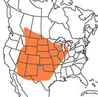  Geographic range of  Melanoplus flavidus  (Scudder) 