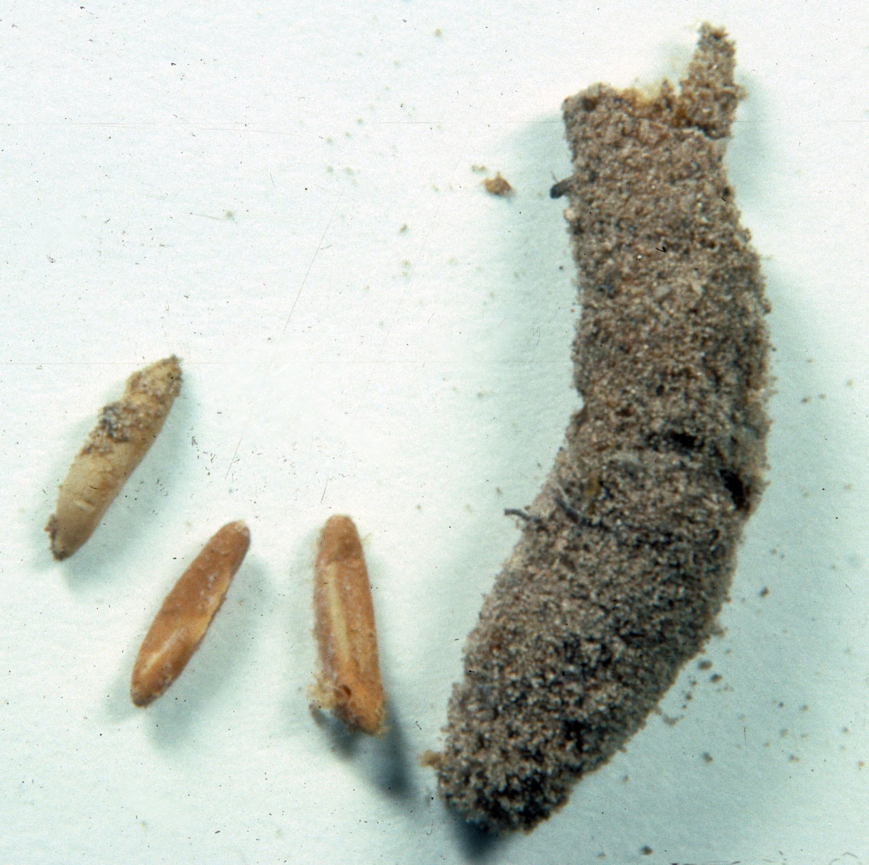  Fig. 10, egg pod and three loose eggs 