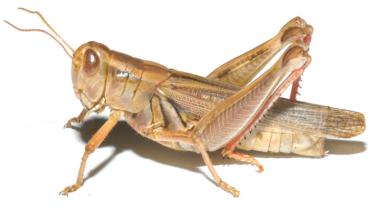  Fig. 7, adult female: BL 26-35 mm, FL 14.5-17.5 mm, AS 26-27 