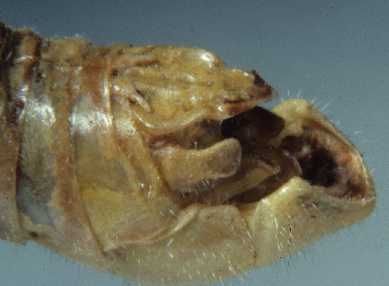  Fig. 9, end of male abdomen showing cercus, furcula, and supraanal plate 