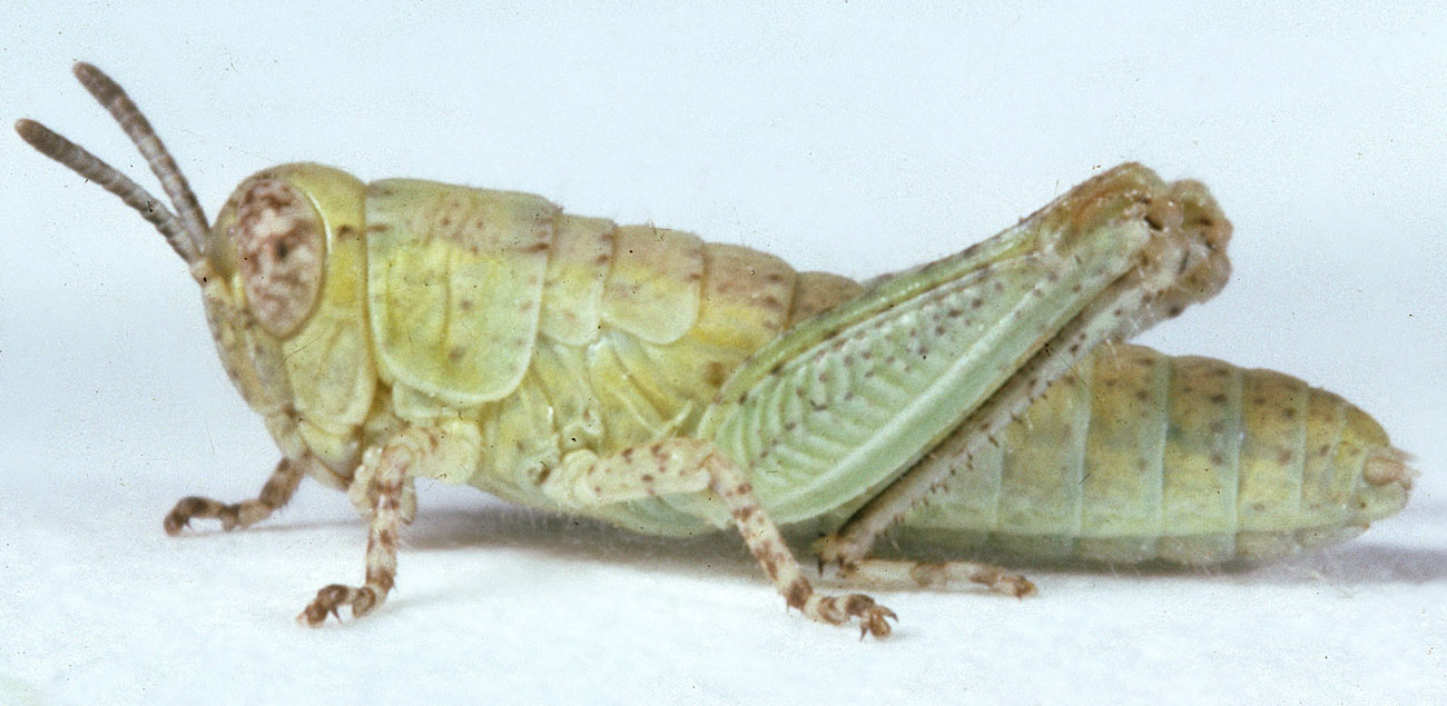  Fig. 1, first instar: BL 5.4 mm, FL 3.2 mm, AS 13 