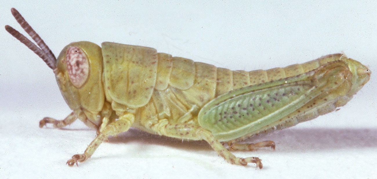  Fig. 2, second instar: BL 5.7-7.8 mm, FL 3.4-4 mm, AS 16-18 