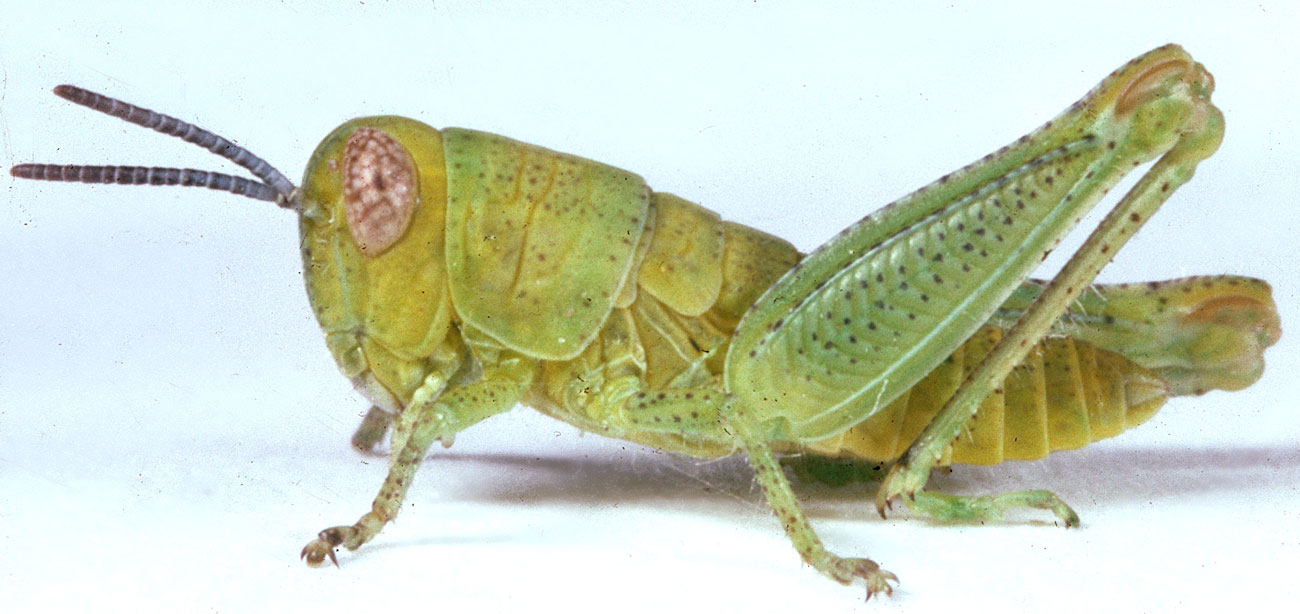  Fig. 3, third instar: BL 8-13.1 mm, FL 5.8-8.4 mm, AS 19-23 