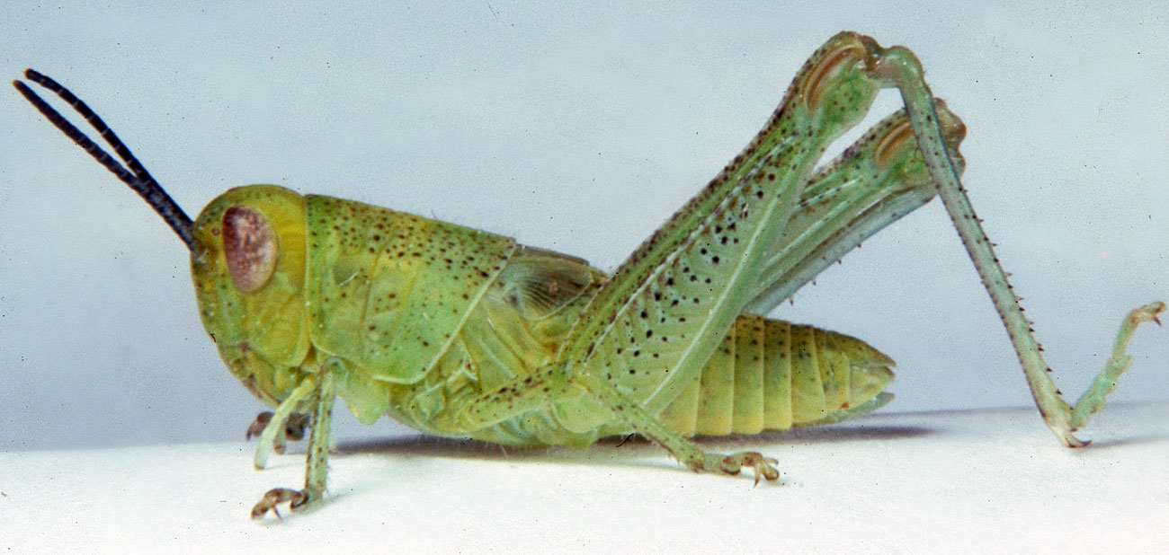  Fig. 4, fourth instar: BL 14-16 mm, FL 9.5-10.5 mm, AS 23-25 