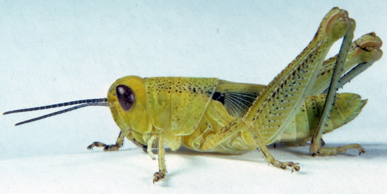  Fig. 5, fifth instar: BL 18.2-20.2 mm, FL 12-13.5 mm, AS 25-26 