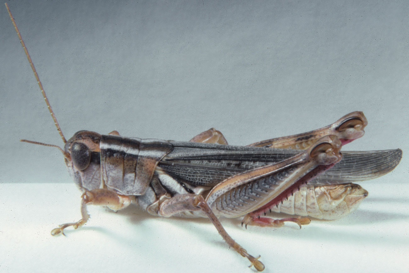  Fig. 6, adult male: BL 25-28 mm, FL 13.5-14.8 mm, AS 25-27 