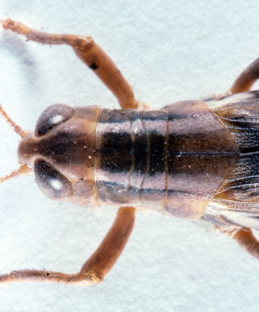  Fig. 8, dorsal view of head and pronotum of a female 