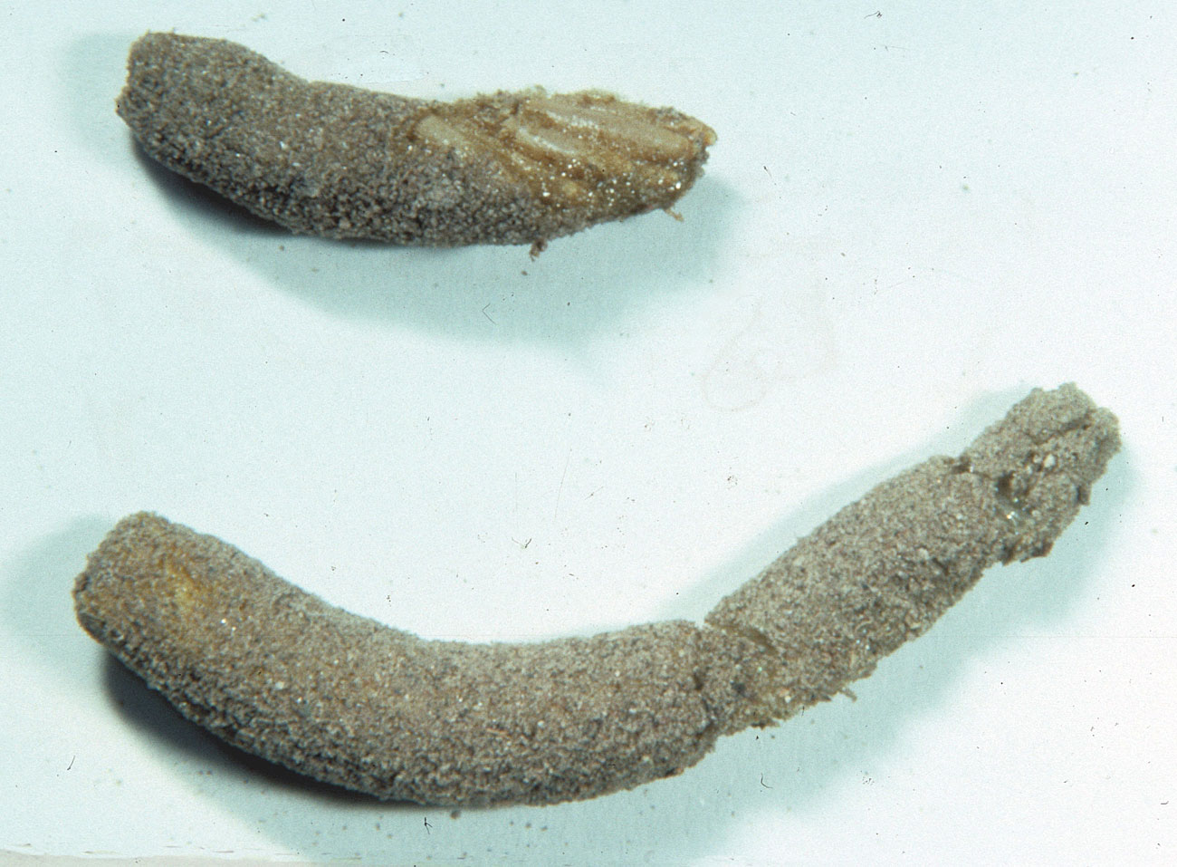  Fig. 10, two egg pods, one broken open to expose eggs 