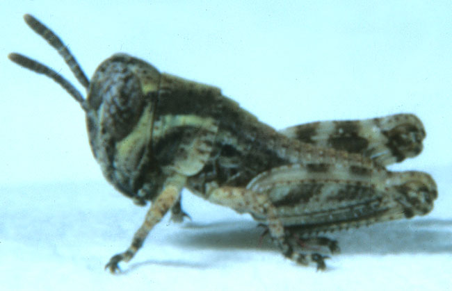  Fig. 1, first instar: BL 3.7-4.5 mm, FL 2.2-2.4 mm, AS 13 