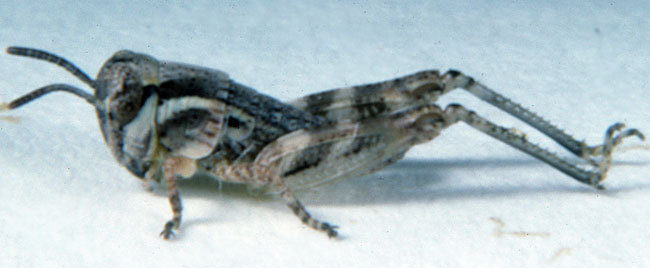  Fig. 2, second instar: BL 4.3-7.8 mm, FL 3-4.4 mm, AS 16-18 