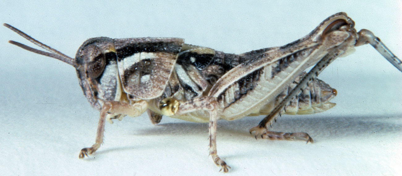  Fig. 4, fourth instar: BL 11-13 mm, FL 7.1-8.4 mm, AS 21-23 