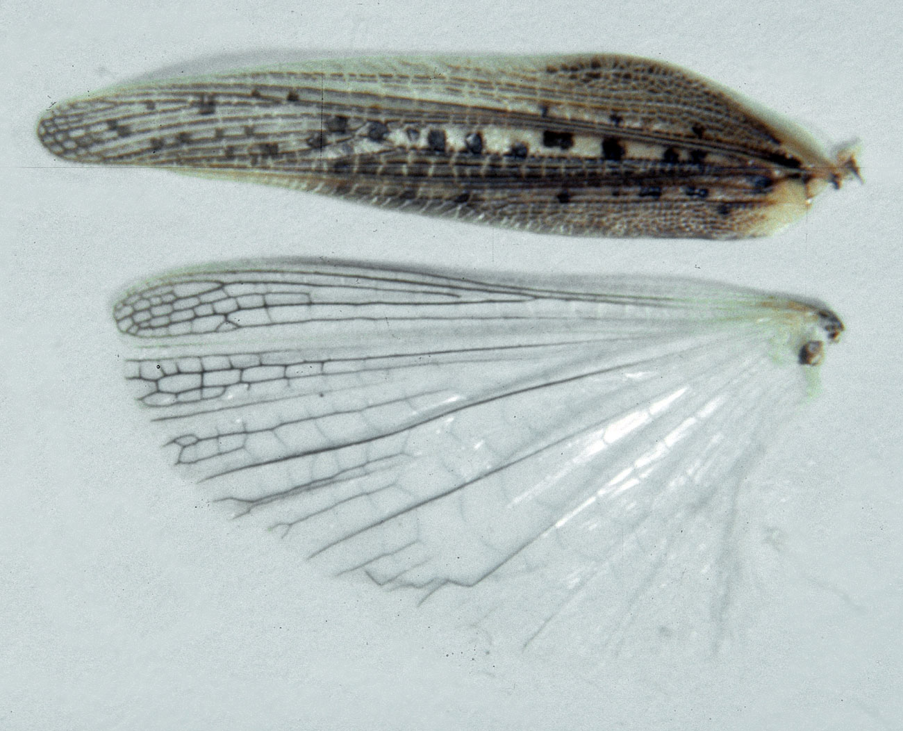  Fig. 9, Spread wings of female.