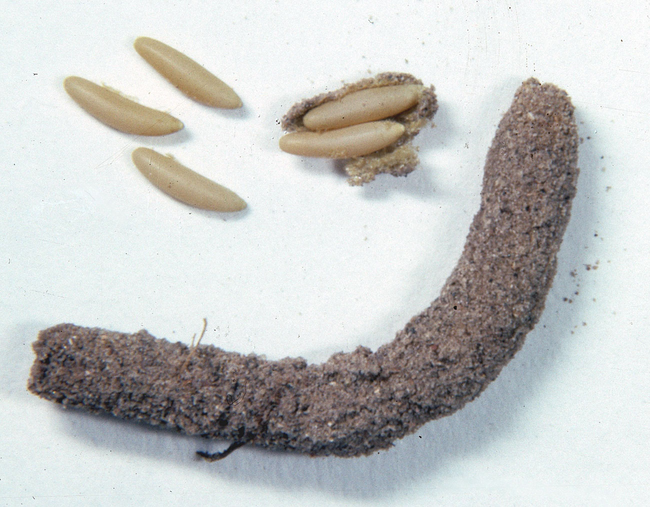  Fig. 10, egg pod and loose eggs 