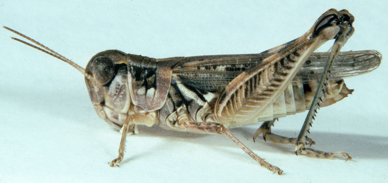  Fig. 7, adult female: BL 16-19 mm, FL 10.5-11.2 mm, AS 24-25 