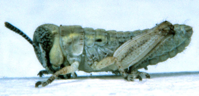  Fig. 1, first instar: BL 4.2-5.2 mm, FL 2.1-2.3 mm, AS 13 