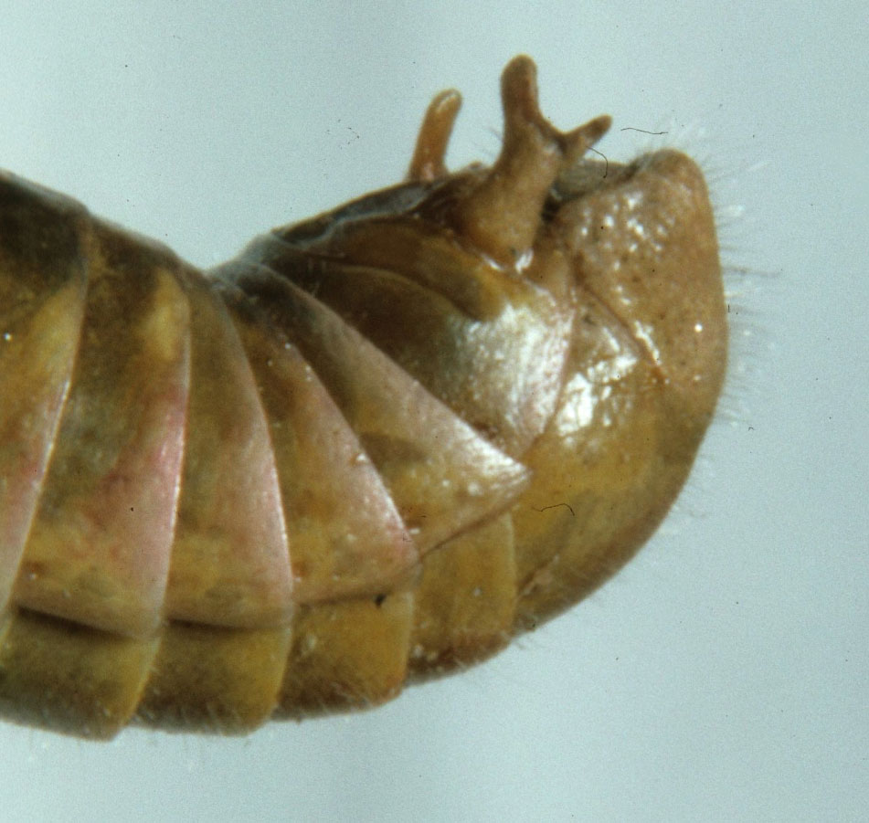  Fig. 9, end of adult male abdomen showing the cercus 