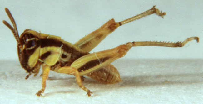  Fig. 1, first instar: BL 4-5.4 mm, FL 2.4-2.6 mm, AS 12-13 