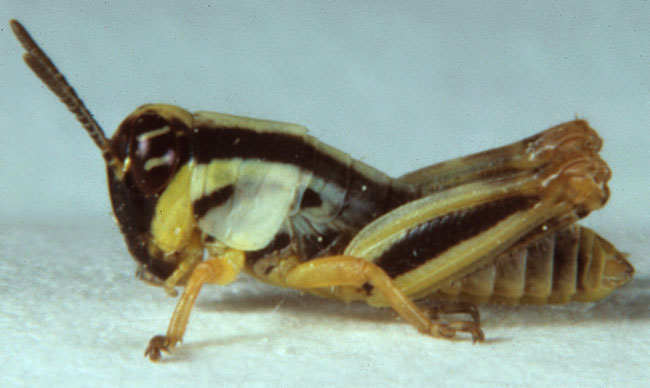  Fig. 2, second instar: BL 6-8.3 mm, FL 3.7-5.7 mm, AS 16-17 