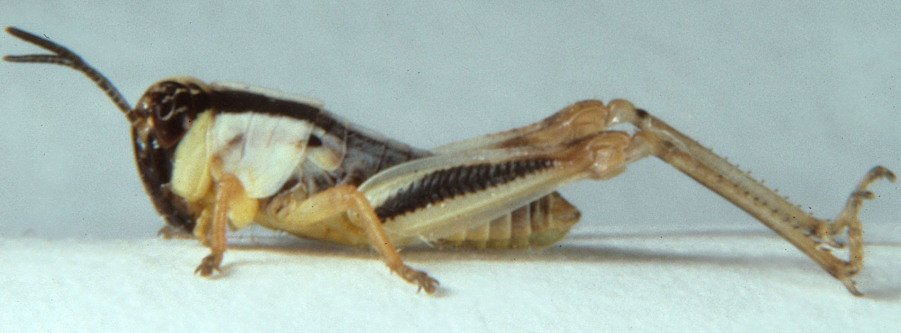  Fig. 3, third instar: BL 8.9-10.5 mm, FL 5.1-5.8 mm, AS 18-19 