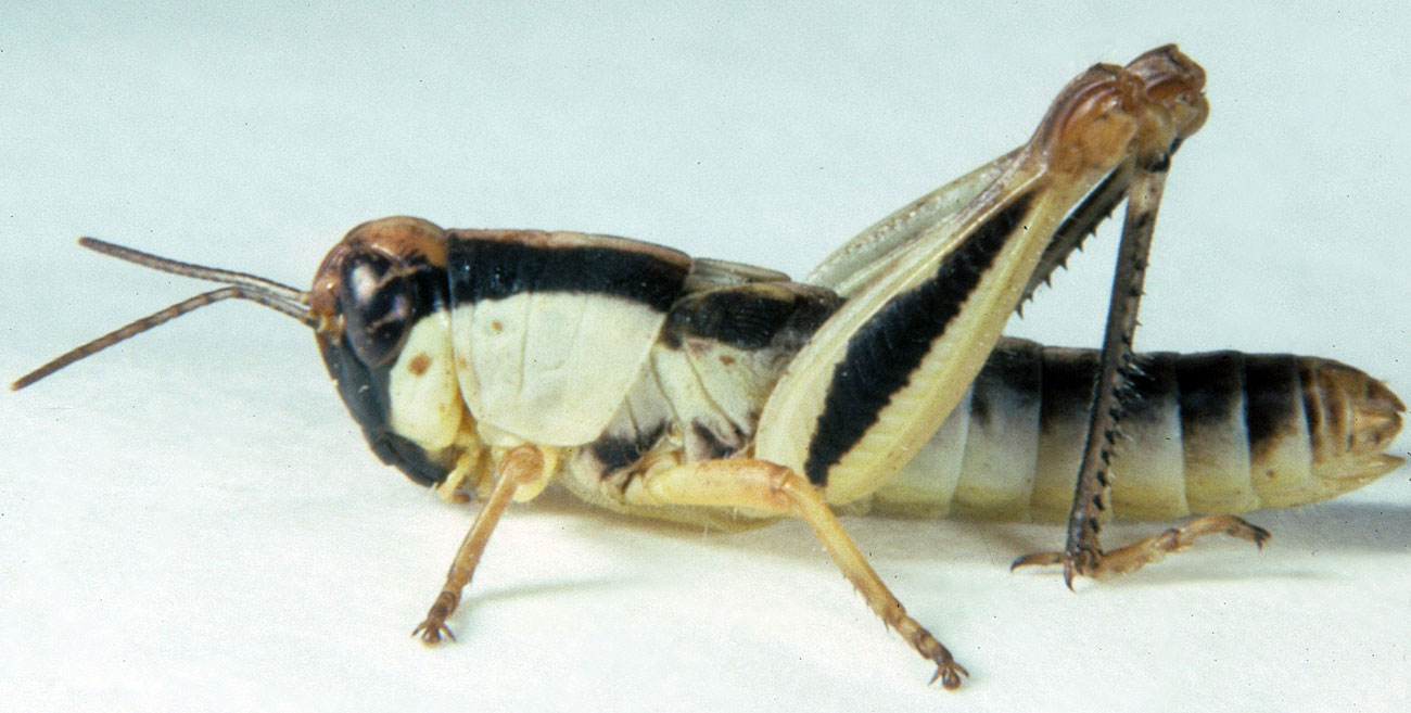  Fig. 4, fourth instar: BL 11.8-15 mm, FL 6-8.7 mm, AS 20-23 