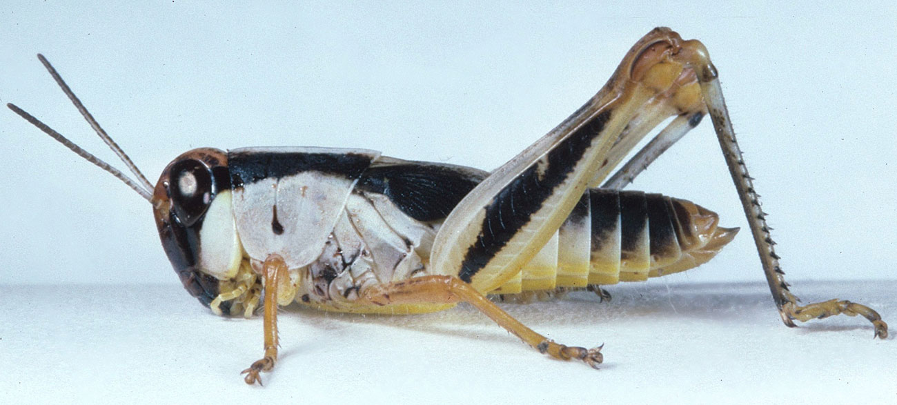  Fig. 5, fifth instar: BL 13.7-22 mm, FL 9.1-11.5 mm, AS 23-24 