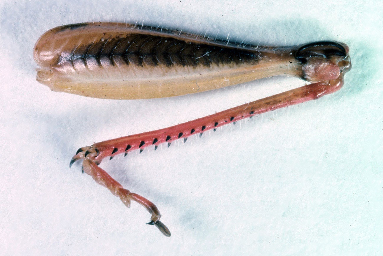  Fig. 8, outer face of left hindleg of female 