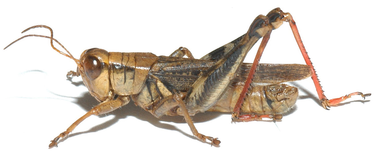  Fig. 6, adult male: BL 18.5-21.7 mm, FL 11-11.5 mm, AS 25-26 