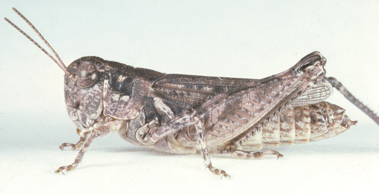  Fig. 7, adult female:BL 20-32 mm, FL 10.5-12.3 mm, AS 23-25 