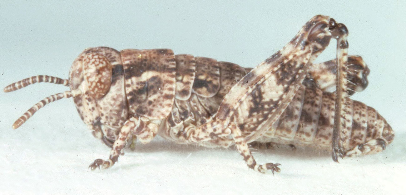  Fig. 2, second instar: BL 6.3-7.2 mm, FL 3.5-3.6 mm, AS 14-16 