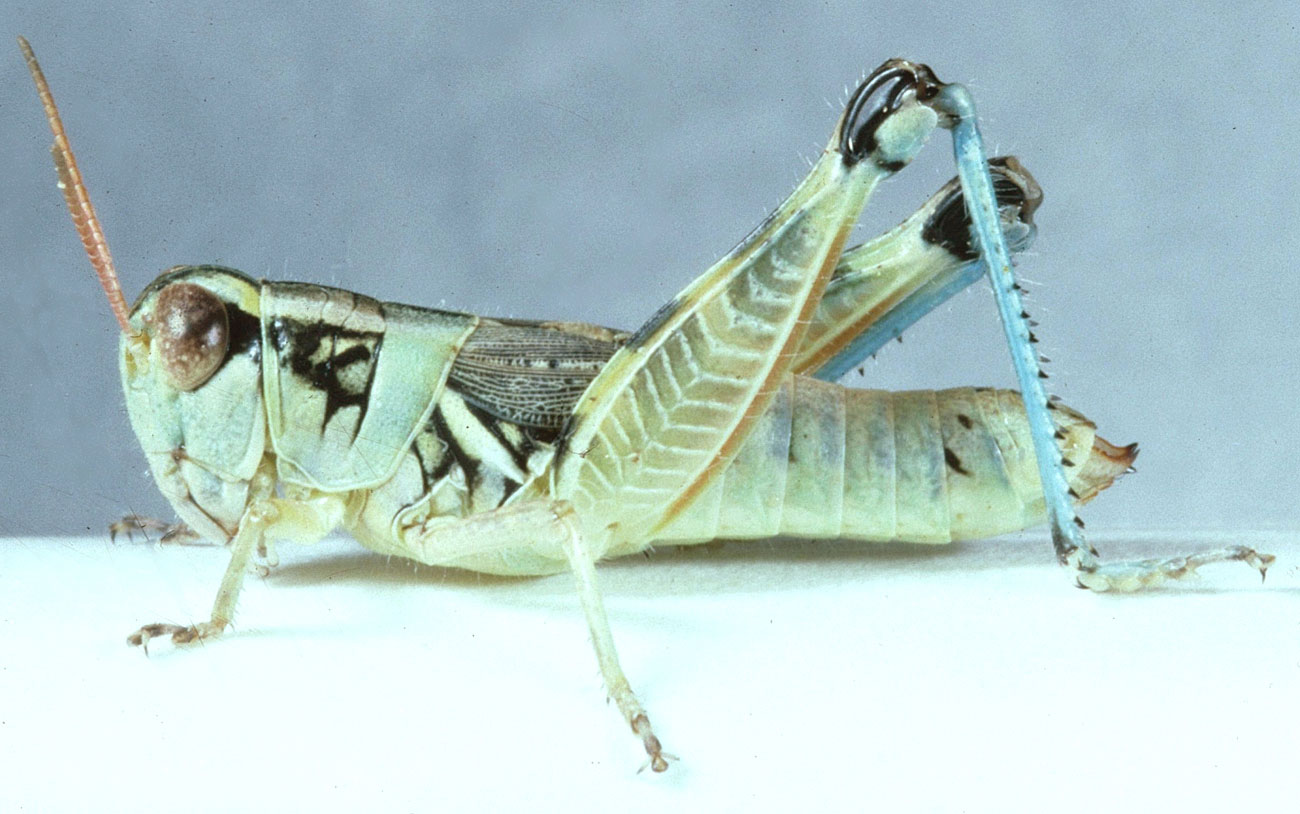 Melanoplus lakinus female