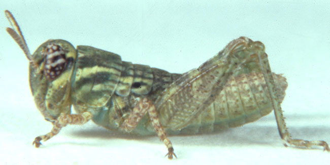  Fig. 2, second instar: BL 4.9-6.2 mm, FL 2.9-3.2 mm, AS 15-16 