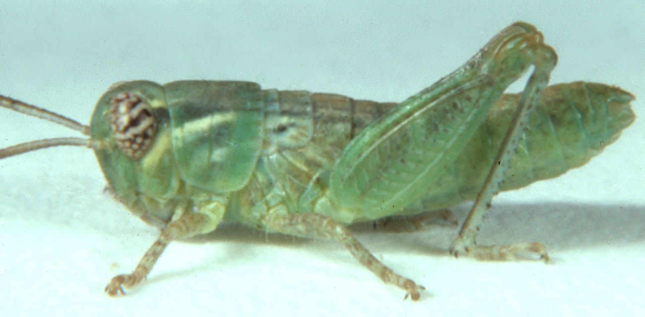  Fig. 3, third instar: BL 6.9-10 mm, FL 4.2-5.9 mm, AS 17-20 