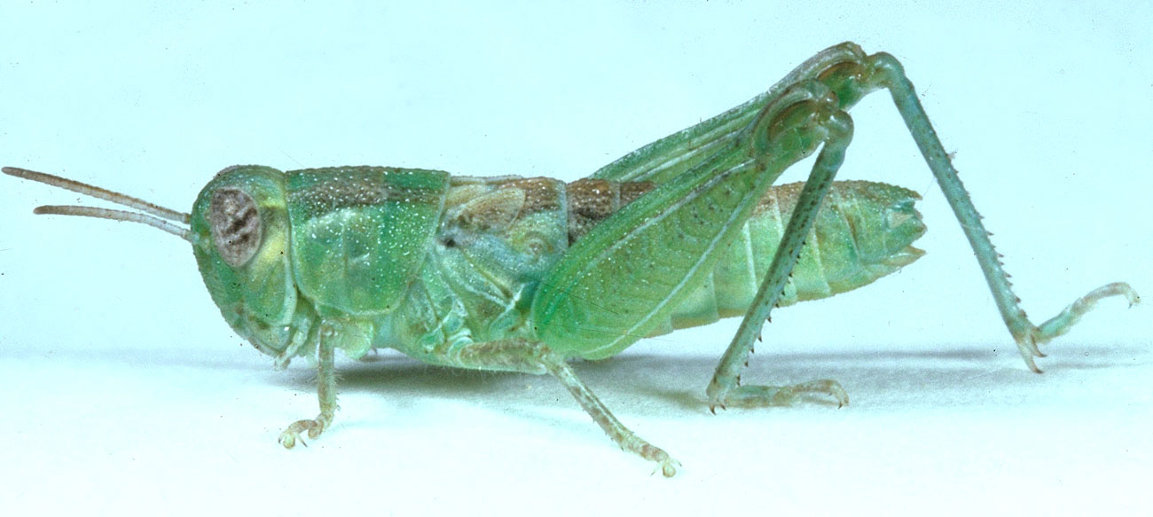  Fig. 4, fourth instar: BL 10-14 mm, FL 5.8-7.5 mm, AS 19-21 