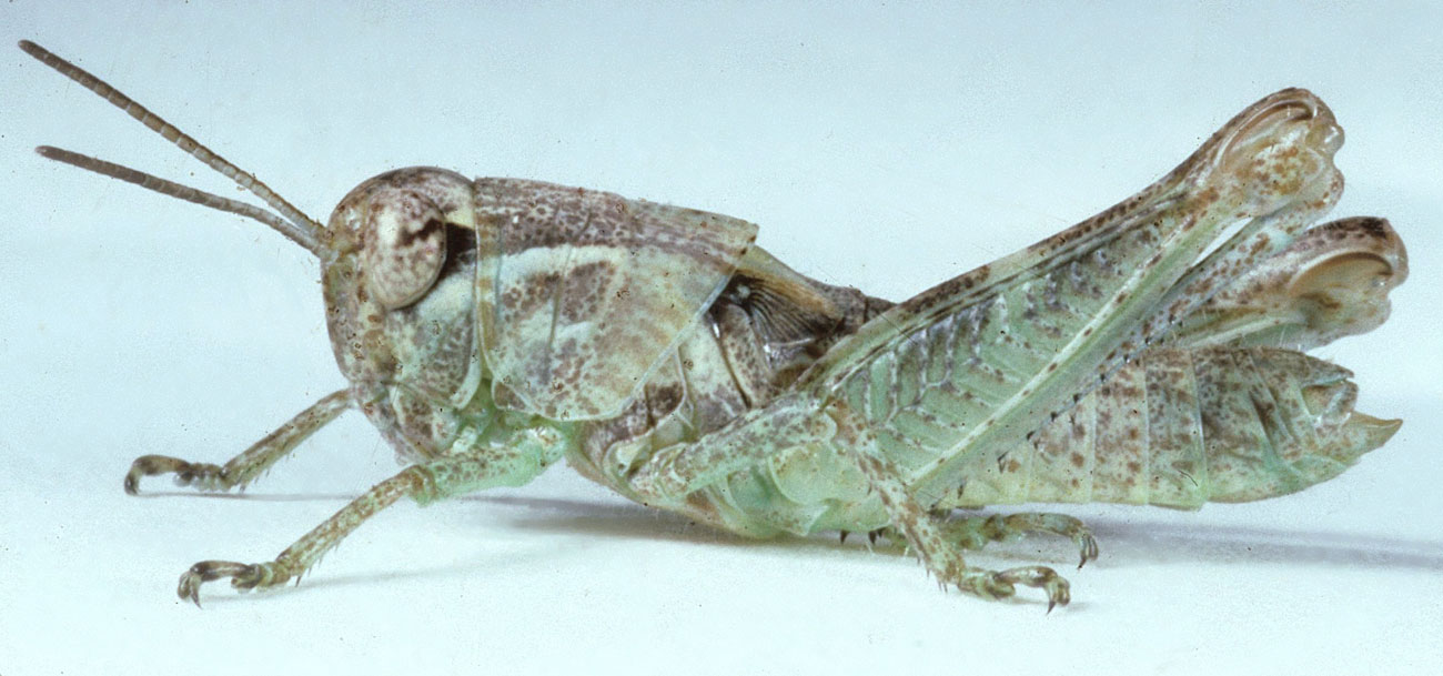  Fig. 5, fifth instar: BL 12.5-14.7 mm, FL 7.5-9.4 mm, AS 21-23 