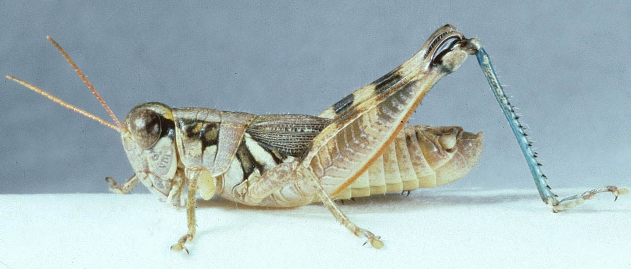Melanoplus lakinus male