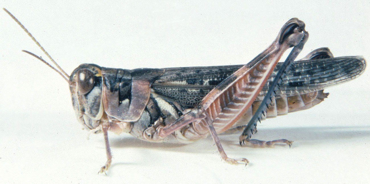  Fig. 7, adult female: BL 22-24 mm, FL 11.5-12.6 mm, AS 24 