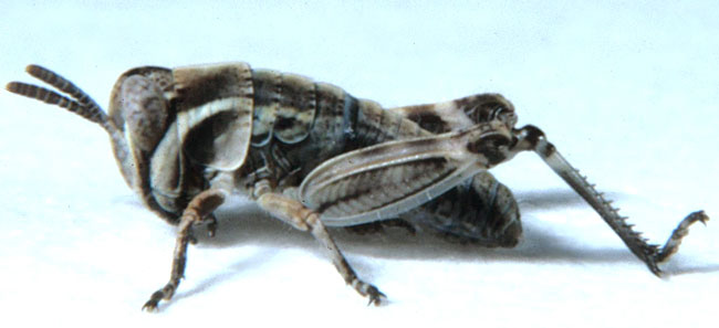  Fig. 1, first instar: BL 3.8-4.9 mm, FL 2.6-2.9 mm, AS 13 