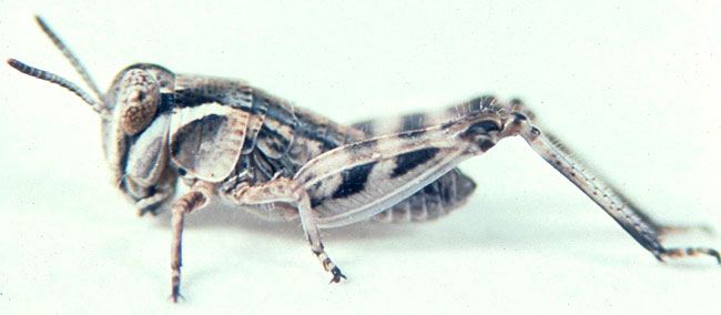  Fig. 2, second instar: BL 5.7-6.5 mm, FL 3.6-3.9 mm, AS 15-16 