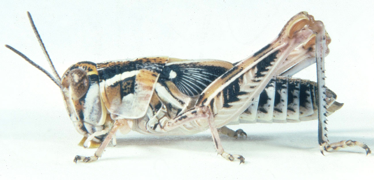 Fig. 5, fifth instar: BL 15-16.5 mm, FL 8.4-10.2 mm, AS 22 