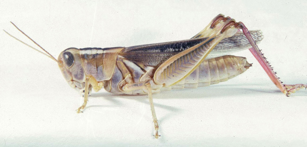  Fig. 7, adult female: BL 32-35.5 mm, FL 15.5-18 mm, AS 25-27 