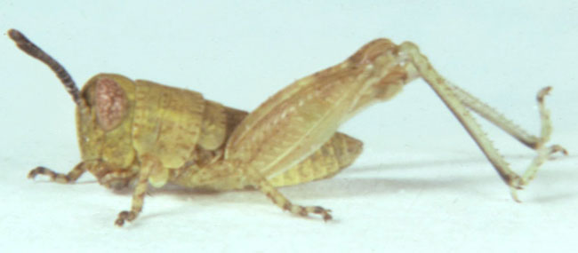  Fig. 2, second instar: BL 5.1-7.3 mm, FL 3.4-4.1 mm, AS 17-18 