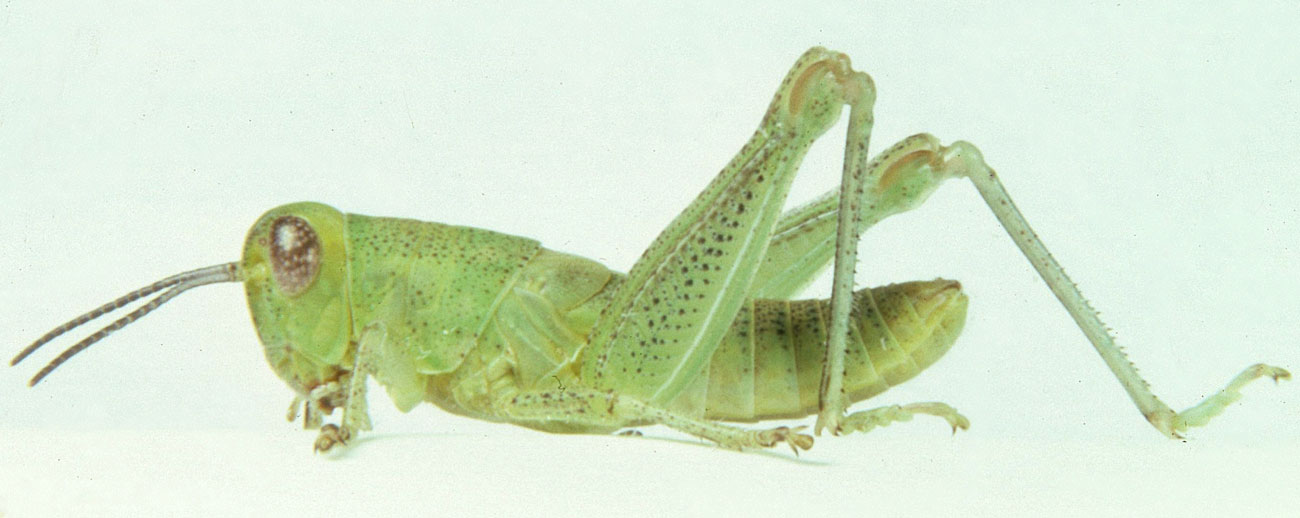  Fig. 4, fourth instar: BL 14-18.7 mm, FL 8.2-10.2 mm, AS 22-24 