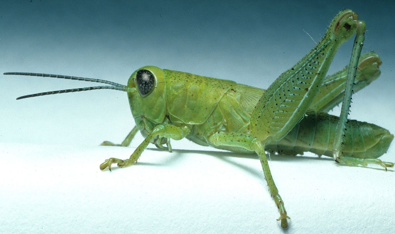  Fig. 5, fifth instar: BL 19-25.7 mm, FL 10.8-13.5 mm, AS 24-26 