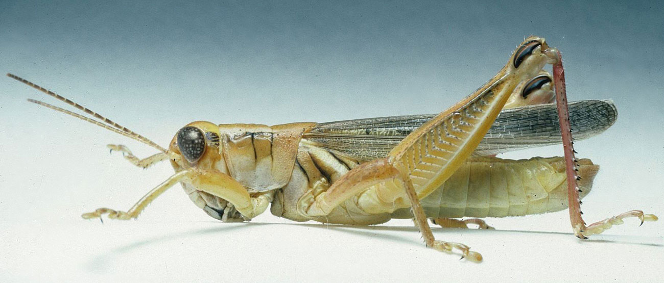  Fig. 6, adult male: BL 27-32 mm, FL 13.8-15.5 mm, AS 25-27 