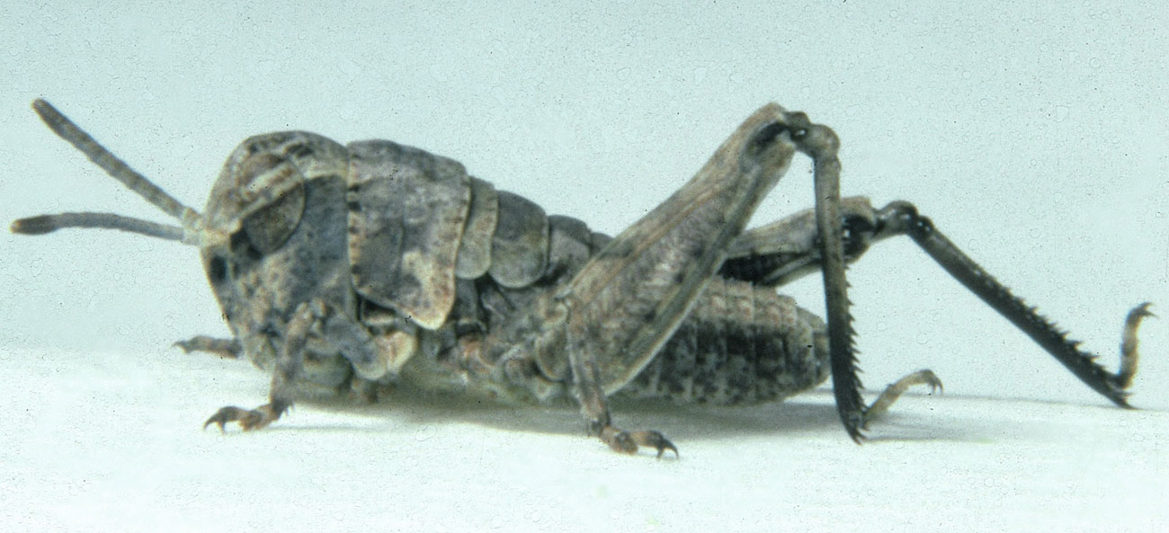  Fig. 1, first instar: BL 5.9-7.6 mm, FL 3.5-3.7 mm, AS 9-10 