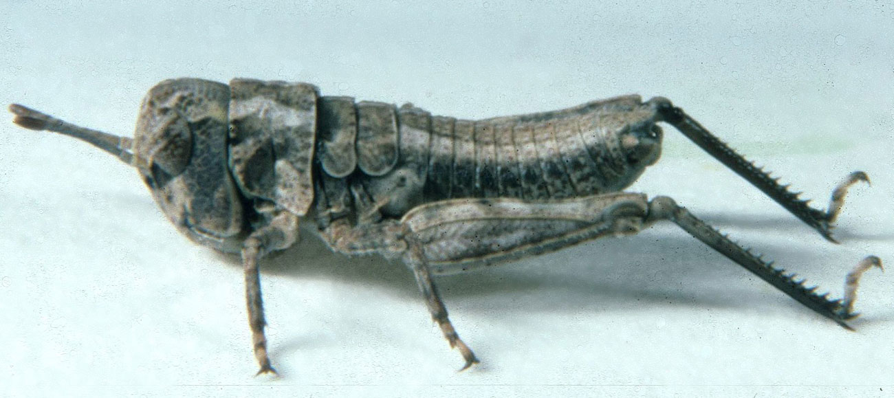  Fig. 2, second instar: BL 7.4-9.3 mm, FL 4.5-5 mm, AS 11-14 